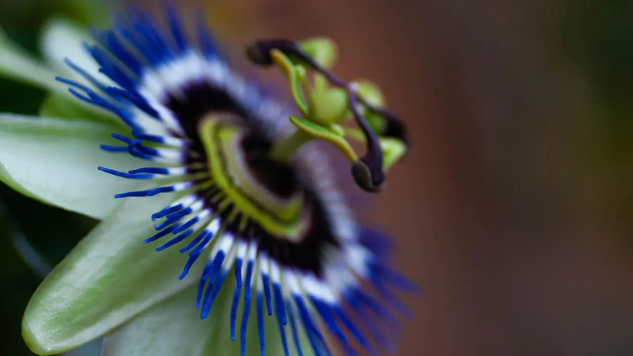 Les jeux de cartes à collectionner à deux joueurs : une passion à partager