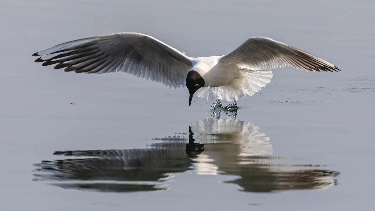 Jeux de réflexion pour coopérer efficacement