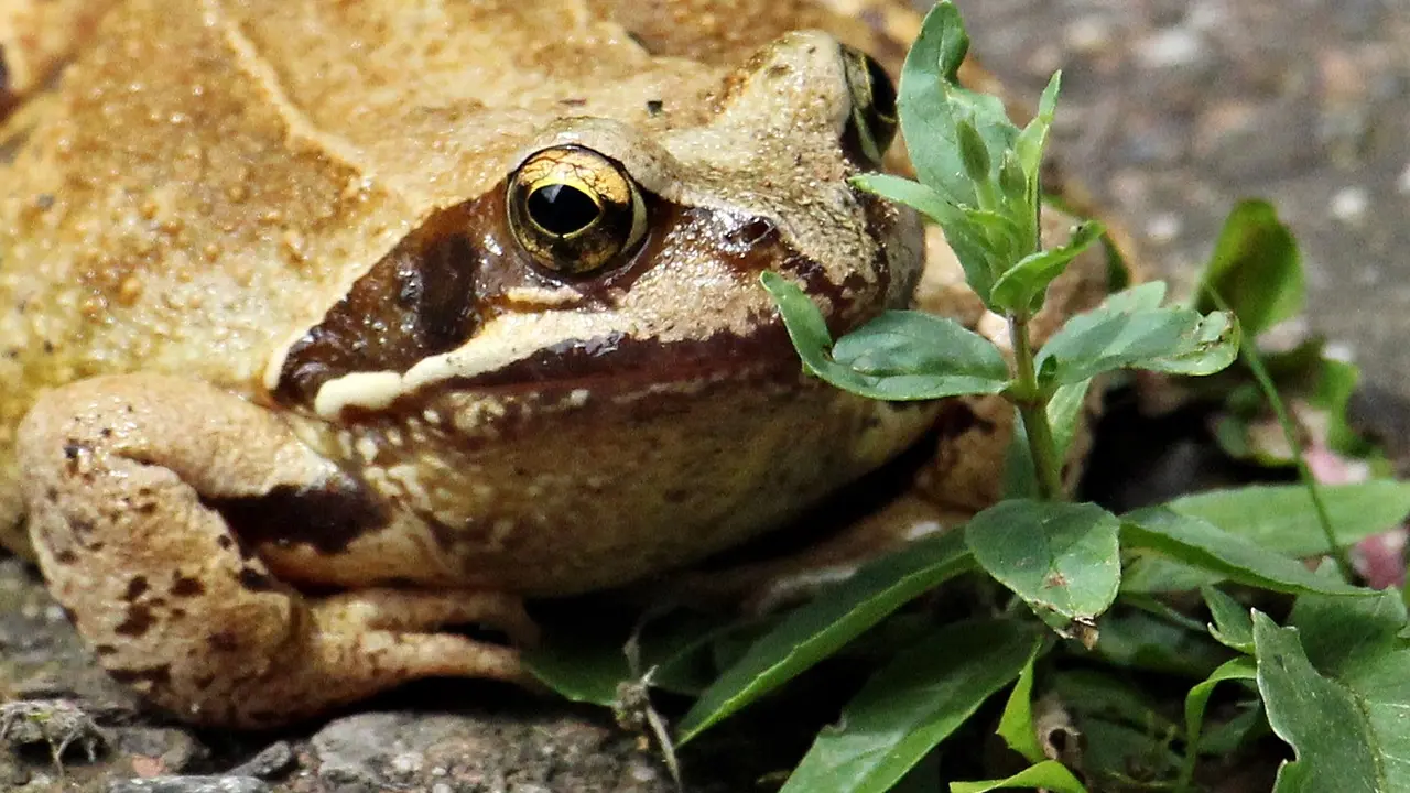 Le jeu de la grenouille en plein air