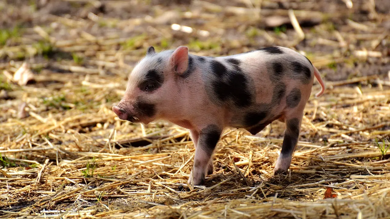 Jouer au Cochon qui rit : guide complet