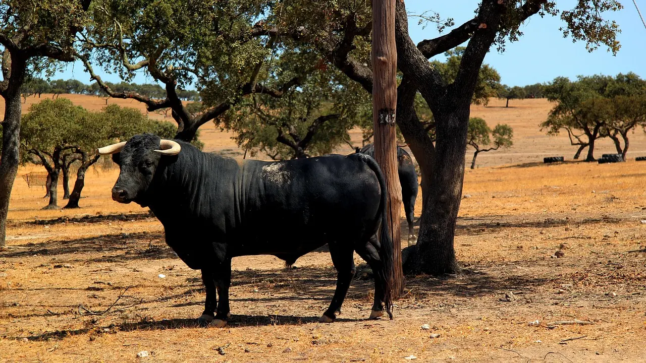 Affrontements palpitants : les jeux de duel